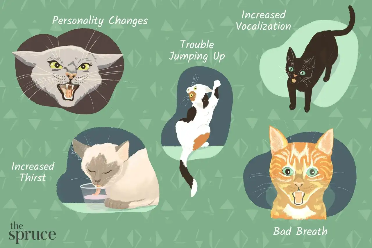 Illustration showing sick cat body language: personality changes, trouble jumping, increased thirst, increased vocalization, and bad breath.