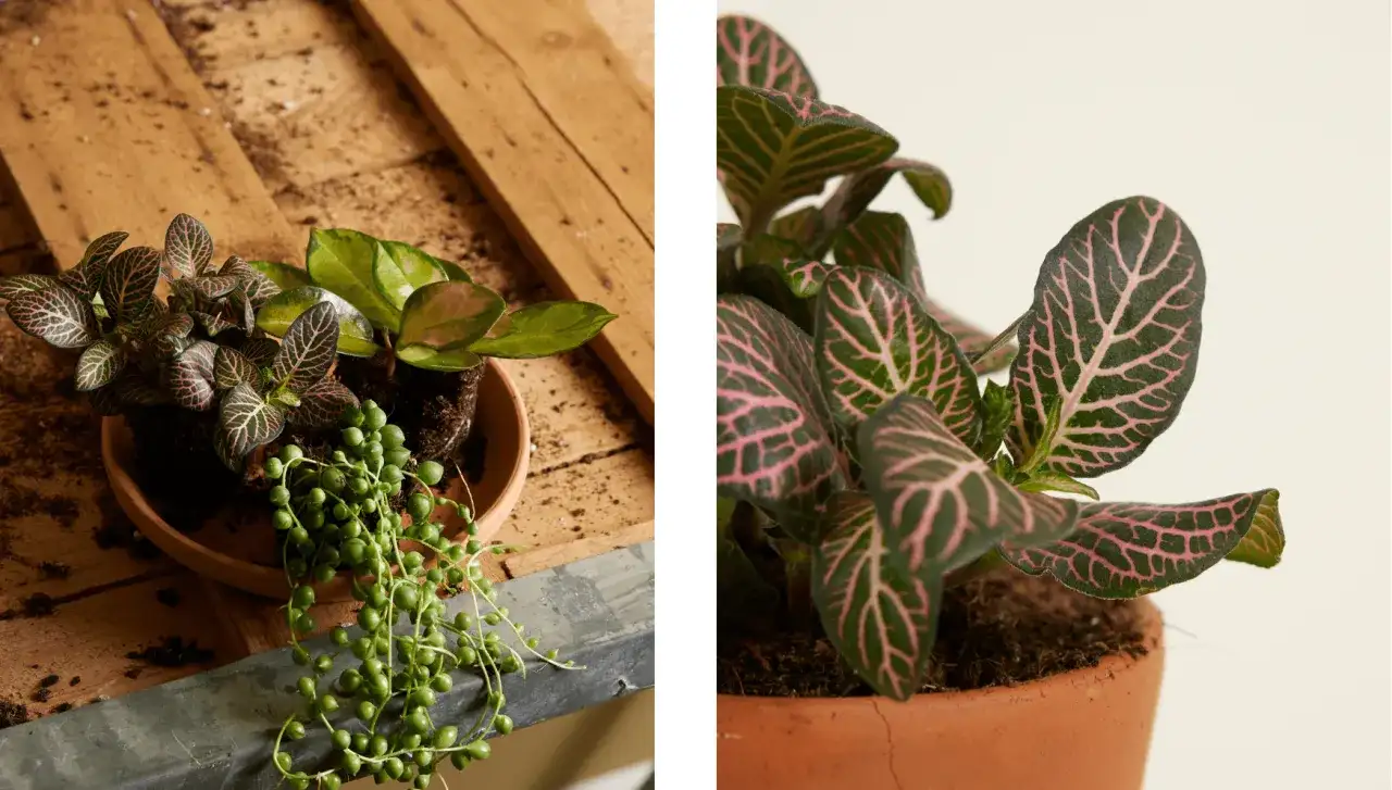 Close-up of a Fittonia plant with striking pink veins on dark green leaves. This plant is not toxic to cats, offering peace of mind for pet owners.