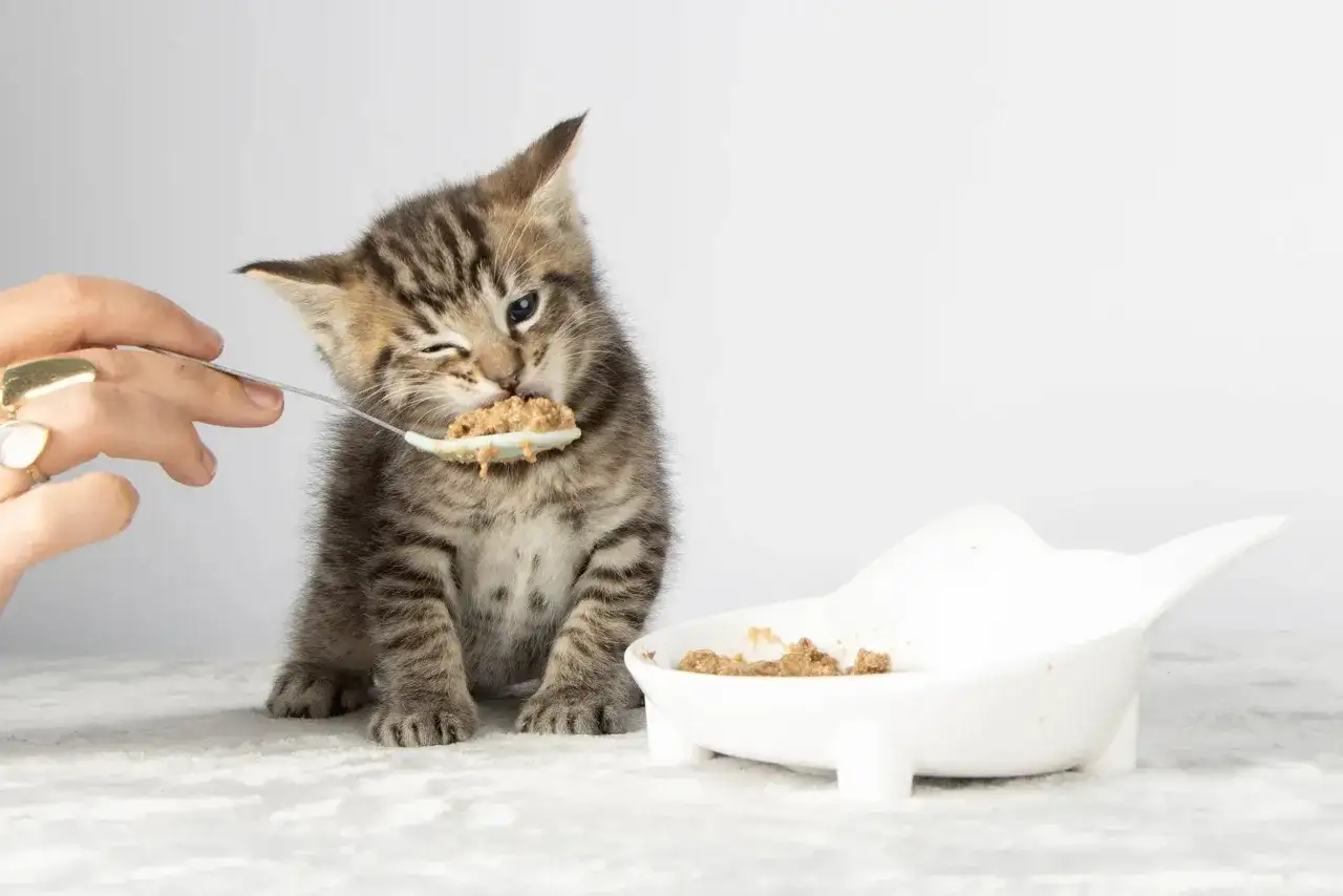 A tiny tabby kitten winks as it eats from a spoon, learning when do kittens start eating food. A small bowl of food sits nearby.