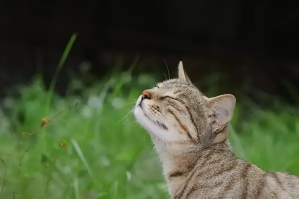 A tabby cat tilts its head back, eyes closed, as if savoring a pleasant scent. This feline seems to be enjoying the fresh air, unlike the strong smells cats hate.