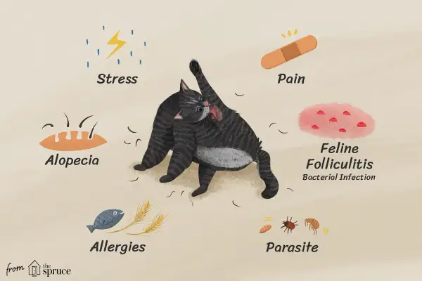 A tabby cat is grooming itself, showing signs of stress, pain, alopecia, allergies, feline folliculitis, and parasites, all contributing to cat losing hair.