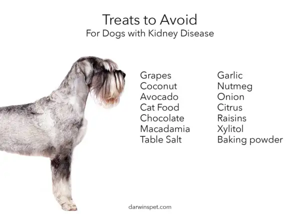 A schnauzer stands beside a list of foods to avoid for dogs with kidney disease, including grapes, chocolate, and garlic.