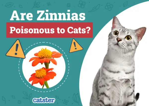 A curious cat looks up at a graphic asking "Are Zinnias Poisonous to Cats?" with images of orange zinnias and warning signs.