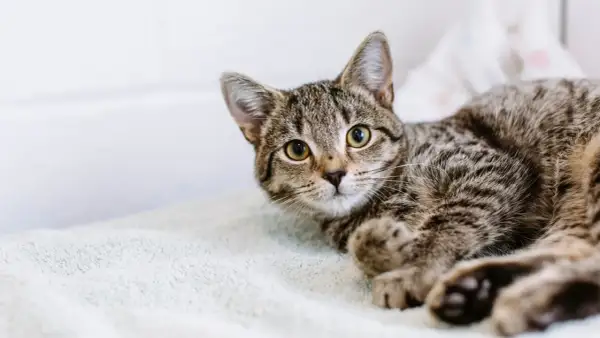 A tabby kitten with bright eyes looks up, ready for its fip vaccine.