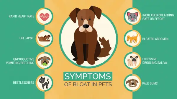 Symptoms of bloat in dogs include rapid heart rate, collapse, vomiting, restlessness, increased breathing, bloated abdomen, excessive drooling, and pale gums.
