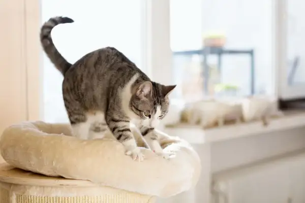 A tabby cat stretches its paws, ready to knead on a soft perch. It looks like it's about to make biscuits on you!