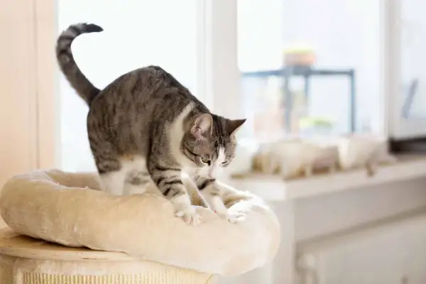 A tabby cat stretches on a plush cat tree, its paws kneading the soft surface. This behavior, like purring, often signifies contentment and comfort.