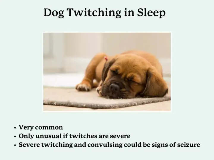 Dog Twitching in Sleep - Normal or Not? Vet Answers