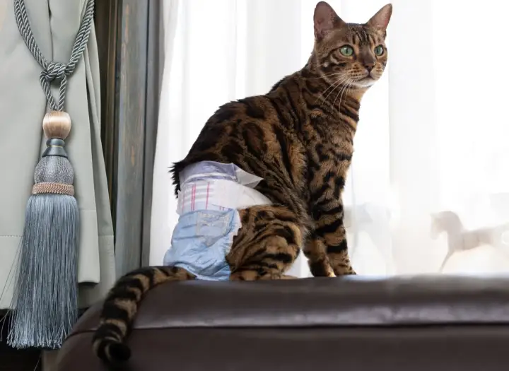 A Bengal cat wears a diaper, managing cat incontinence with dignity.