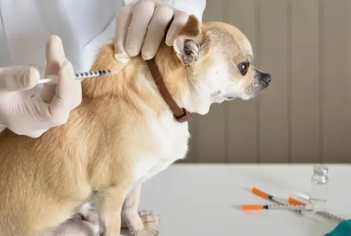 A veterinarian administers an mRNA rabies vaccine for dogs to a small tan chihuahua.